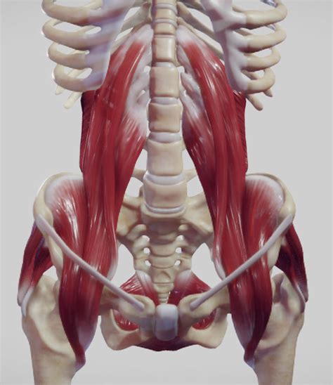 3d Model The Pelvic Floor And Post Abdominal Wall Muscles Vr Ar Low