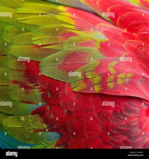 Macaw Feathers Macro Hi Res Stock Photography And Images Alamy