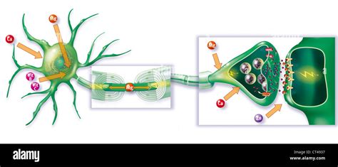 NERVE IMPULSE, DRAWING Stock Photo - Alamy