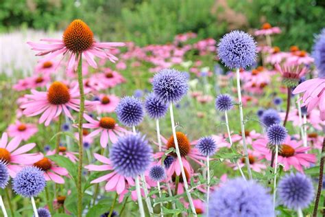 36 Deer Resistant Perennial Flowers for Your Garden