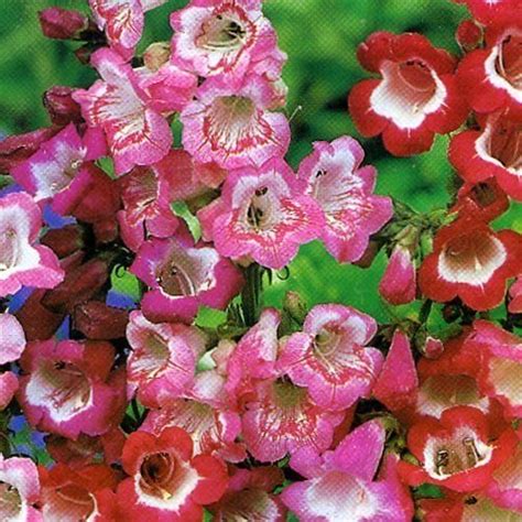 Penstemon Mixed Varieties Perennial Garden Plug Plants Pack X6