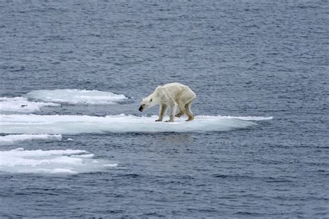 C Zu Warm Lebensgefahr F R Eisb Ren In Kanada Wwf Blog