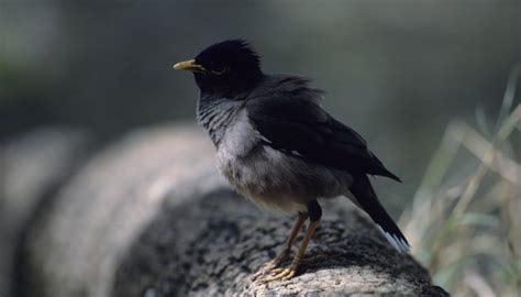 Problems With Myna Birds in Hawaii | Sciencing