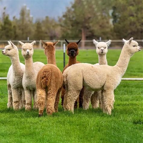 alpaca day september