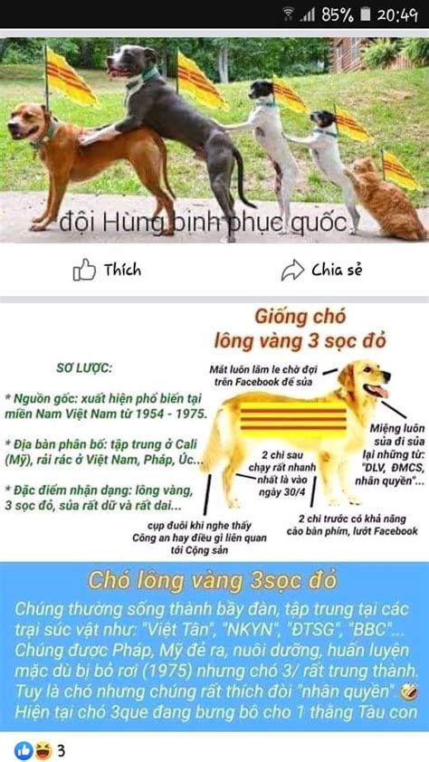 Ghim Của Shimizu Eri Trên Đập Chết Bọn Ba Que Cali Sóc đỏ Vàng