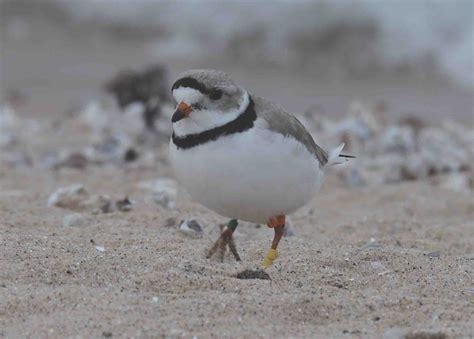 Reflecting on a Manitou solitaire with the endangered piping plovers