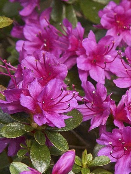 Azalée japonaise Amoena Azalea japonica Amoena Le Jardin du Pic