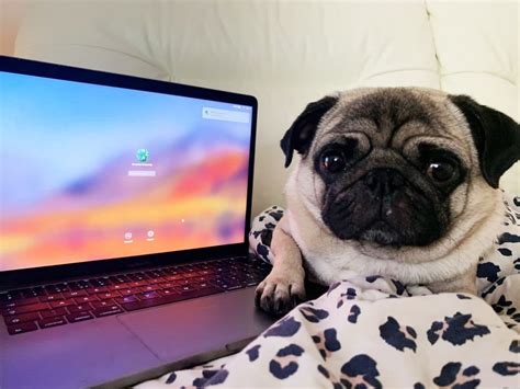 virtual pug cafe  coming   uk   sounds adorable