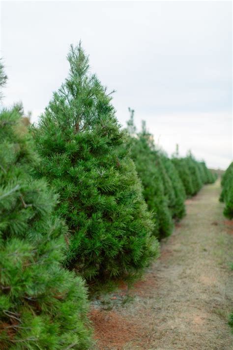CHRISTmas Season — Elgin CHRISTmas Tree Farm 