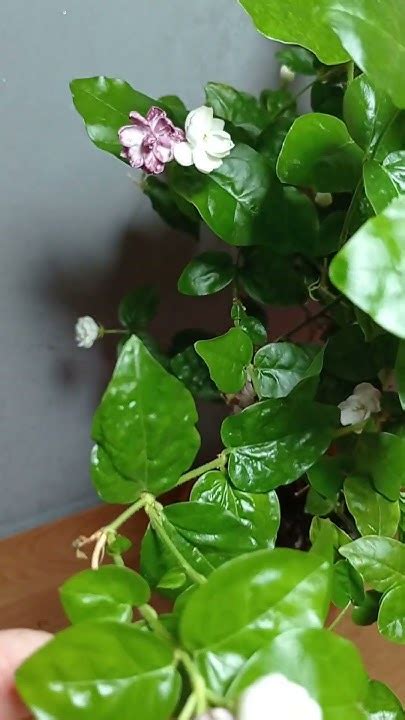 Махровый жасмин Арабские Рыцари 26.06.2024 г. #обзорцветов #plants # ...