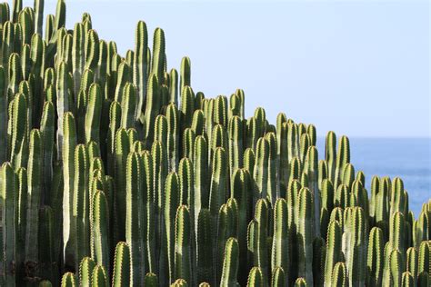 Fotos gratis mar naturaleza césped espinoso cactus campo hoja