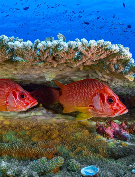 Liveaboards In Witu Islands Papua New Guinea Liveaboard