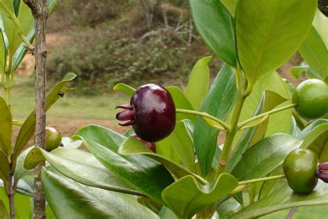 Como cuidar do pé de jambo: veja os cuidados necessários com essa ...