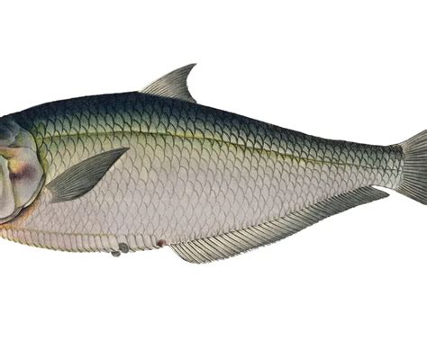 Ilisha africana - Facts, Diet, Habitat & Pictures on Animalia.bio