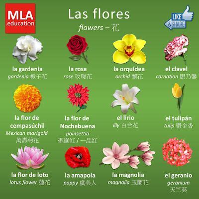 Flores e insectos en español