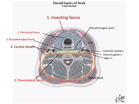 Deep cervical fascia and post triangle of neck anatomy | PPTX