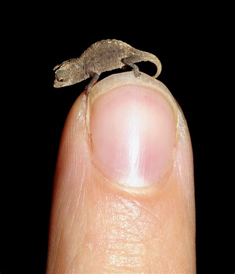 Scientists have discovered the smallest reptile on earth | World