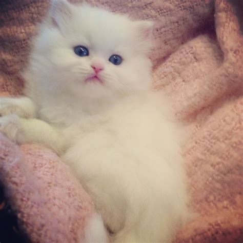 Teacup Kittens For Sale Canada at Dale Mack blog