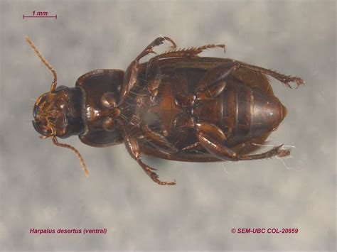 Harpalus