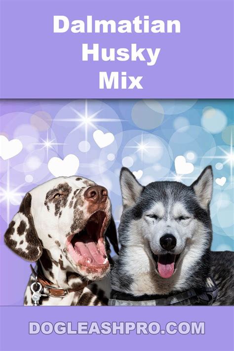 Dalmatian Husky Mix Complete Guide Husky Mix Dalmatian Husky