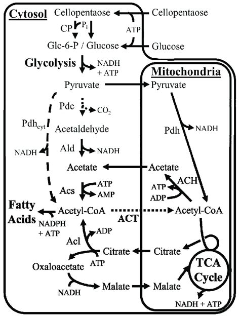 Overview of fungal acetyl-CoA metabolism. Common acetyl-CoA pathways in ...