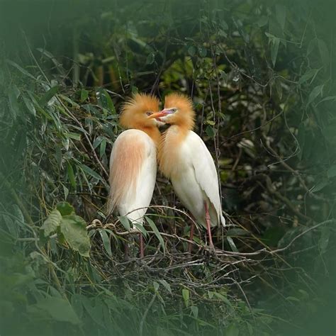 Extraordinarily Beautiful Birds | Lipstick Alley