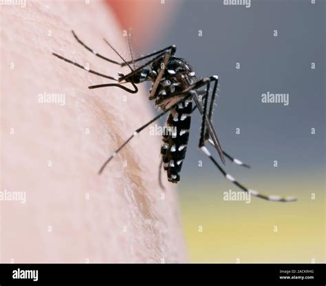 Asiatische Tigermücke (Aedes albopictus) weibliche Fütterung auf die