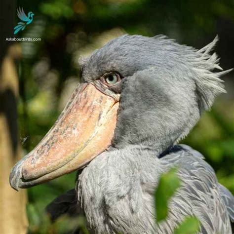 Discover 14 Birds That Look Like Dragons (+ Photo Guide) - Ask About Birds