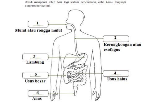 alat alat pencernaan manusia  fungsinya contoh kunci jawaban tema