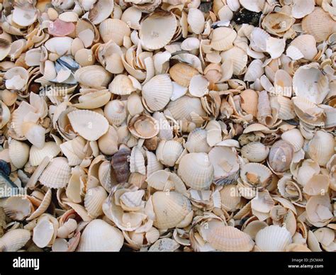 conchoidal fracture  res stock photography  images alamy