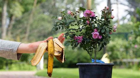 Nos Trucs Et Astuces Pour Fertiliser Les Roses Avec Une Peau De Banane