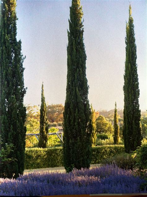 pencil trees 2
