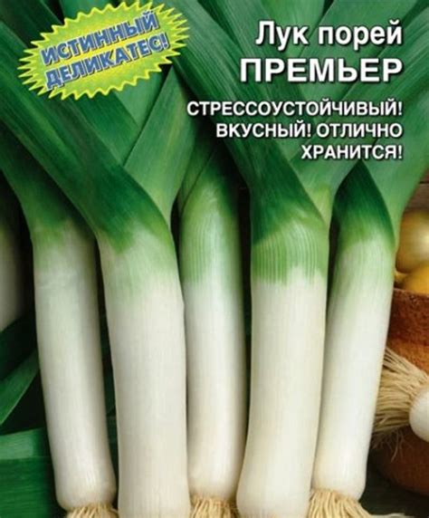 Купить семена лука-порей с доставкой по Москве и в регионы