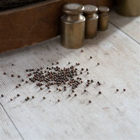 Nutritionists explain why midnight greens are better than kale today 12