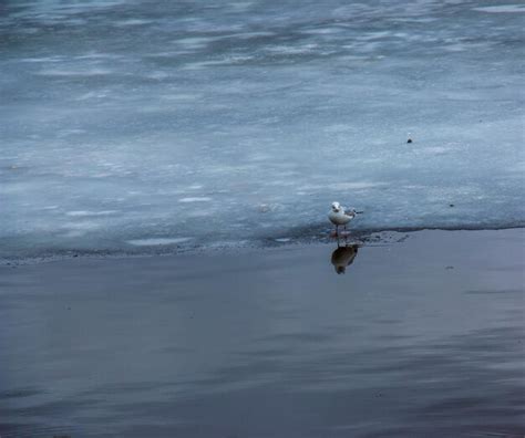 Premium Photo Seagull On The Ice On The River In Bright Sunny Spring Day
