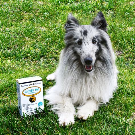 California Gold Nutrition, LactoBif Pet Probiotics, 5 Billion CFU, 60 ...