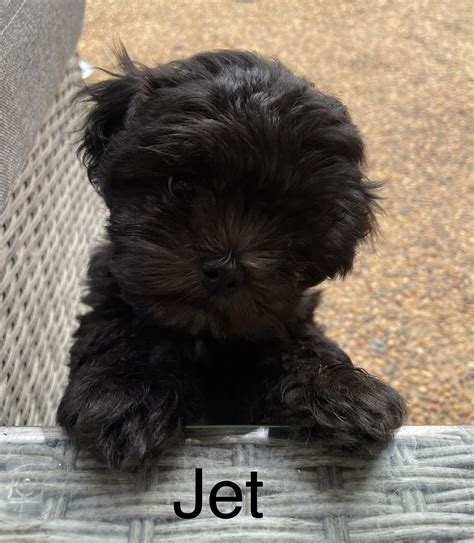 Malshi X Toy Poodle - Rockhampton - PetsForHomes