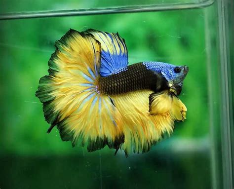 Рыбка петушок - [Виды, содержание, уход, болезни, размножение]