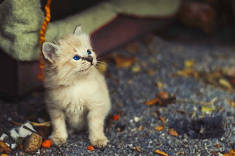 Free Images Kitten Fauna Whiskers Vertebrate Persian Small To