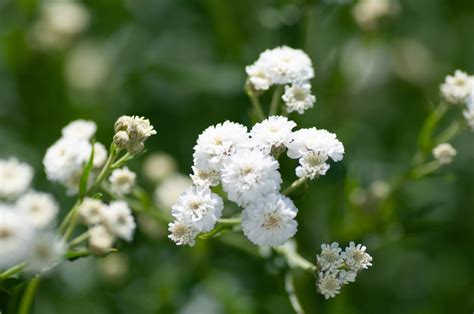 11 Ornate Gypsophila Babys Breath Varieties Horticulture