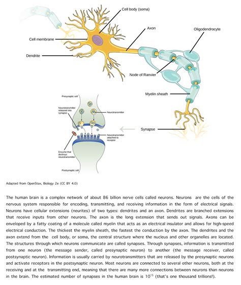 What Is Neuroplasticity Mechanisms Of Functional And Structural Brain