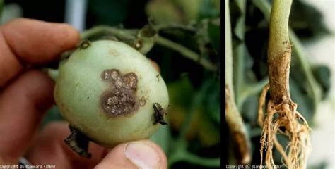 Pathogen Profile Rhizoctonia Solani Healthy Hydroponics