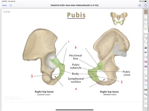 Pubis Diagram Quizlet