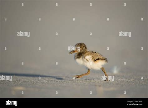 A Baby American Oystercatcher At The Sandy Shore Stock Photo Alamy