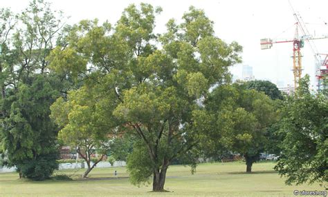 Pohon Akasia