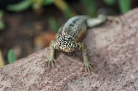 Dsc P Male Lava Lizard Julene Bailie Flickr