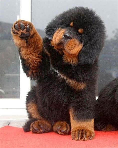 Animal Bochechudo - 22 Animais bochechudos que dão um irresistível desejo de abraçá-los