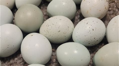 Celadon Cortunix Quail Set In Incubator To Hatch Blue Eggs Youtube