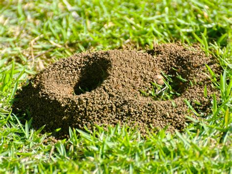 Controlling Ants In The Lawn Tips For Killing Ants In Your Lawn