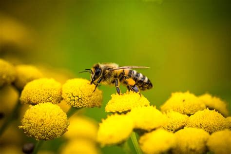 How Do Bees Pollinate? Learn About This Fascinating Process - Minneopa Orchards